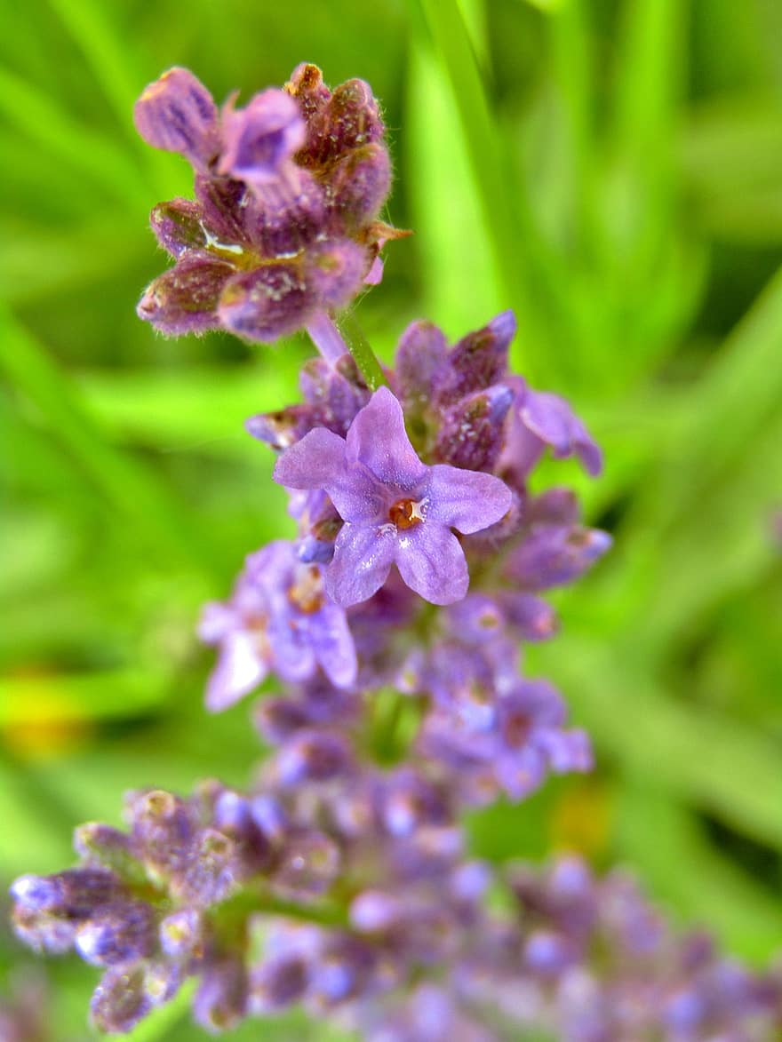 Lavender, Lavender Bush, Purple, Violet, Flower, Nature, Bloom, Medicinal Herb, Naturopathic Medicine, Calming, Fragrant