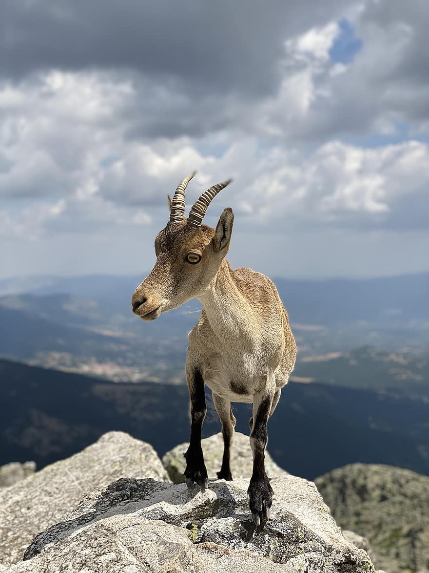 Goat, Animal, Bovidae, Mammal, Overlooking, Horns, Animal Photography, Ruminant