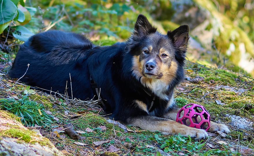 cão, animal, ao ar livre, lapphund finlandês, canino, doméstico, bola, brinquedo, pets, fofa, cão de raça pura