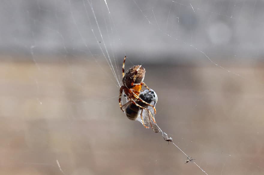 паяк, летя, мрежа, паяжина, Arachnophobia, насекомо