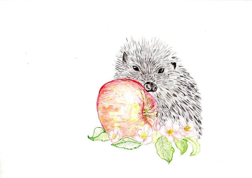 aguarela, ouriço, natureza, ilustração, Outubro