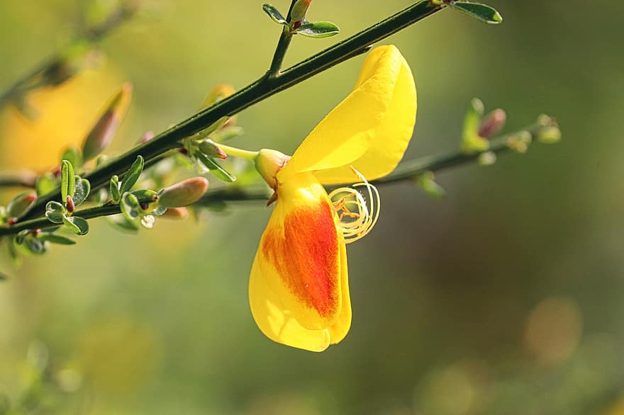 σκούπα, ανθισμένο άνθος, κοινή σκούπα, Σκωτσέζικη σκούπα, λουλούδι, κίτρινο άνθος, cytisus scoparius, φυτό, άνθος, ανθίζω, ανοιξιάτικο λουλούδι