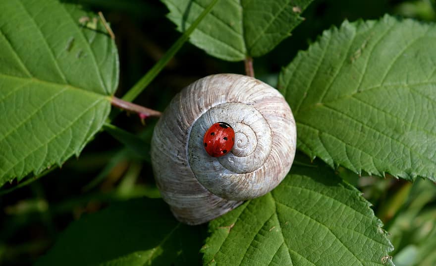 Snail, Shell, Ladybug, Insect, Leaves, Outdoors, close-up, green color, macro, leaf, plant