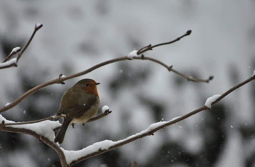 pássaro, robin, árvore, neve, animal, frio, fechar-se, inverno, ramo, animais em estado selvagem, bico