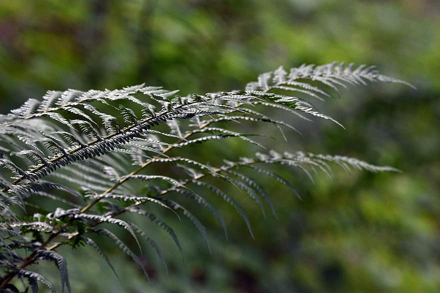 Fern, Polypody, Forest, Nature, Spring, Foliage, Feather, Green, Gentle