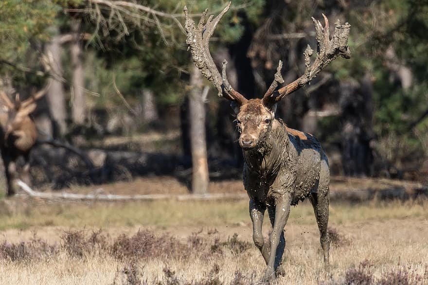 Red Deer, Deer, Animal, Mammal, Wild Animal, Wildlife, Antlers, Nature, Forest, Wilderness, Fauna