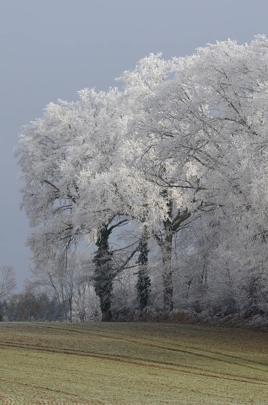 árbol, roble, congelado, blanco, invierno, paisaje