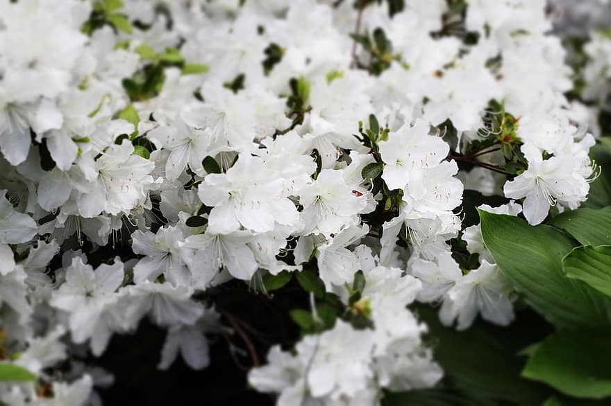 hoa đỗ quyên, những bông hoa, vườn, những bông hoa trắng, cánh hoa, cánh hoa trắng, hoa, cây, hệ thực vật
