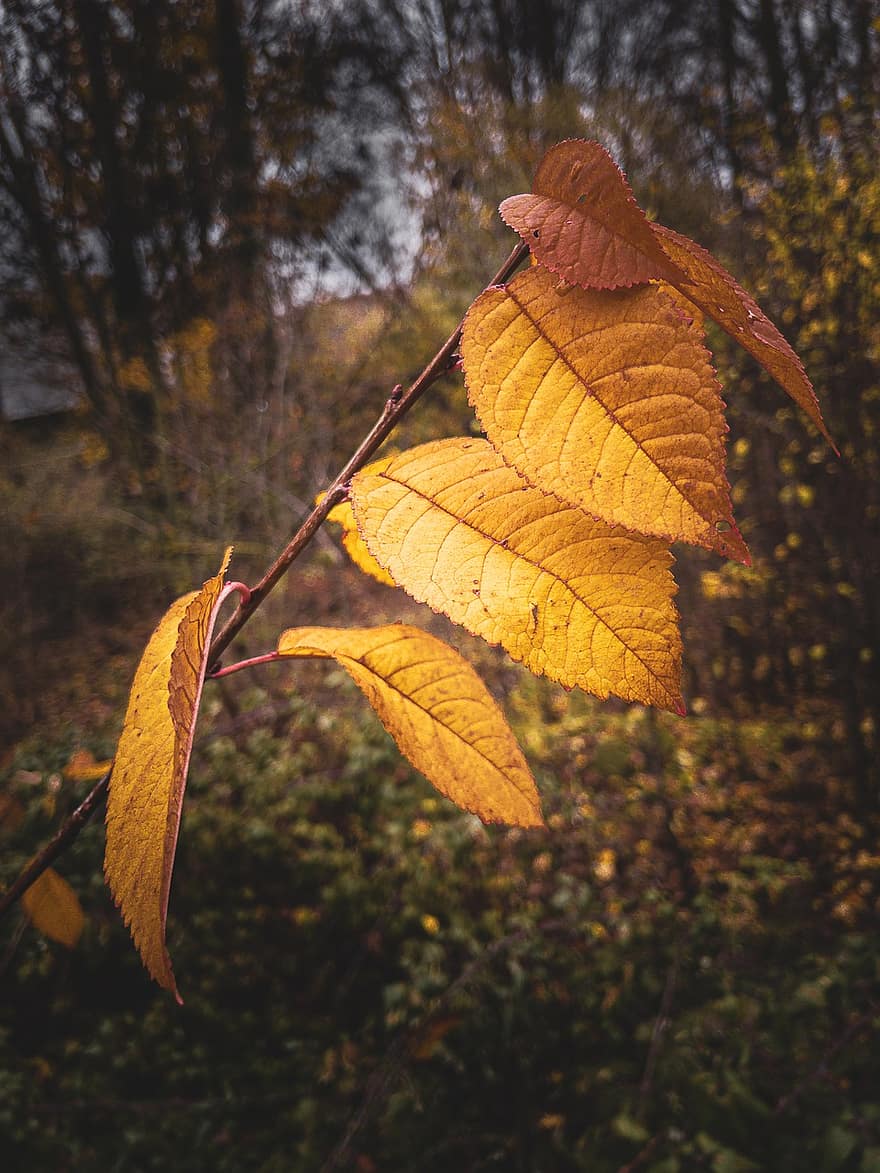 листове, сух, есен, шума, листа, природа, есенния сезон, гора, жълт