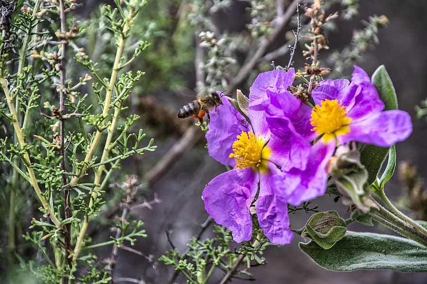 Bie, insekt, blomster, vinger, anlegg, hage, natur
