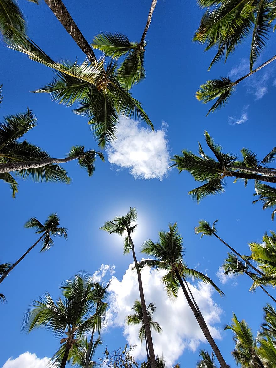 tropiska träd, himmel, Palmer, moln, sommar, palmträd, blå, träd, tropiskt klimat, blad, växt