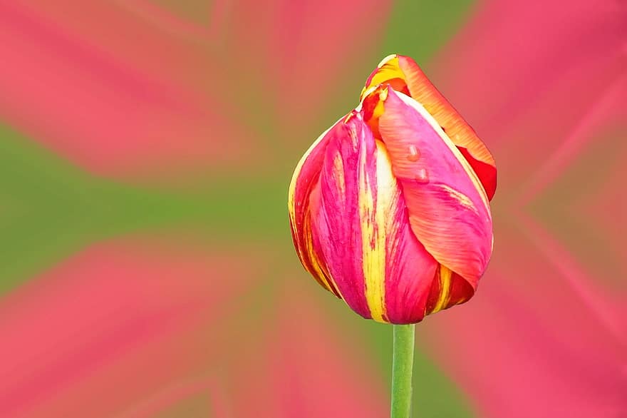 tulipán, červená žlutá, květ, jaro