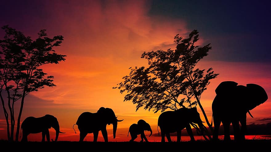 elefant, afrika, savann, serengeti, foto manipulation, nato pereira, djur, vild, vilda djur, safari, photoshop