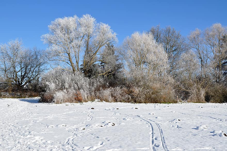 снег, деревья, поле, снежные поля, иней, изморозь, неприветливый, холодно, зима, природа, снежный пейзаж