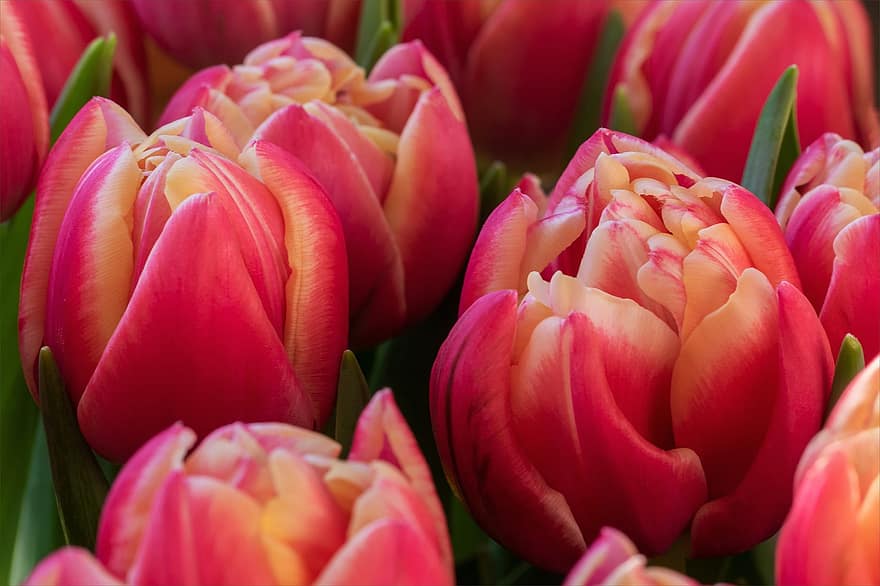 tulipány, květiny, okvětní lístky, pole, zahrada, flóra, botanika, plněné tulipány, květ, jarní květiny, jaro