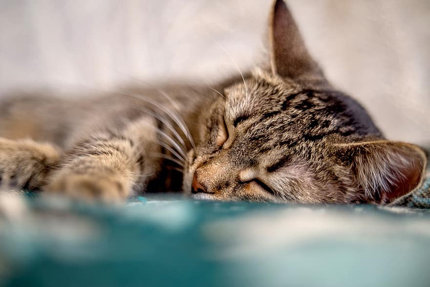chat, animal de compagnie, en train de dormir, animal, félin, national, mammifère, endormi, dormir
