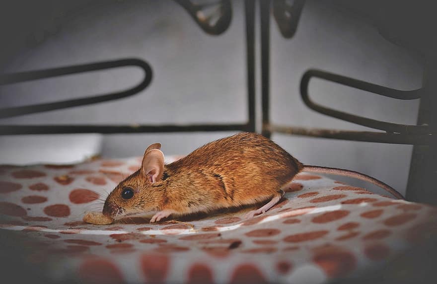 rato da casa, rato, rato de cauda longa, nager, roedor, olhos de botão, pequeno, curiosidade, criatura, animal