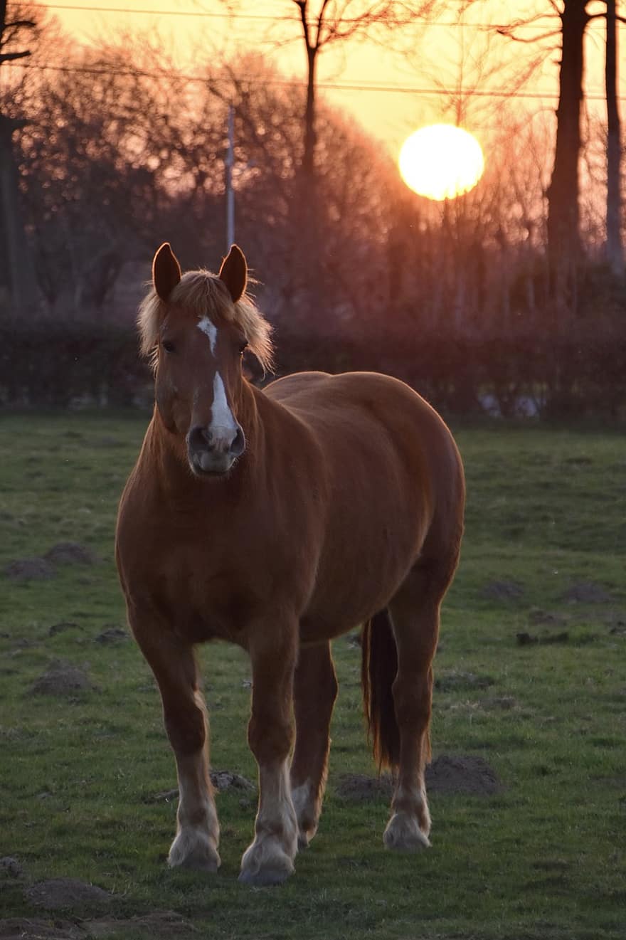 caballo, equino, ecuestre, equitación, puesta de sol, pasto, prado, melena, animal