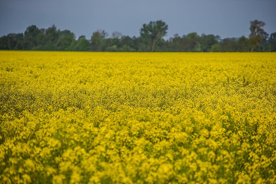 bunga kuning, bidang rapeseed, pemerkosaan biji minyak, bidang pemerkosaan, bunga-bunga, bidang, alam, pertanian, pemandangan, kuning, pemandangan pedesaan