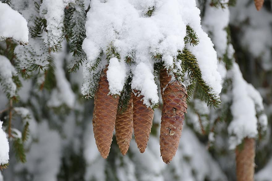 koks, egle, sniegs, konusi, priežu čiekuri, ziemā, priede, skujkoku, augu, adatas