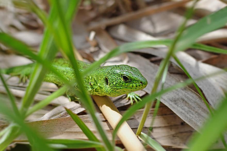 Lizard, Reptile, Scales, Spring, close-up, green color, animals in the wild, tropical climate, branch, forest, dragon