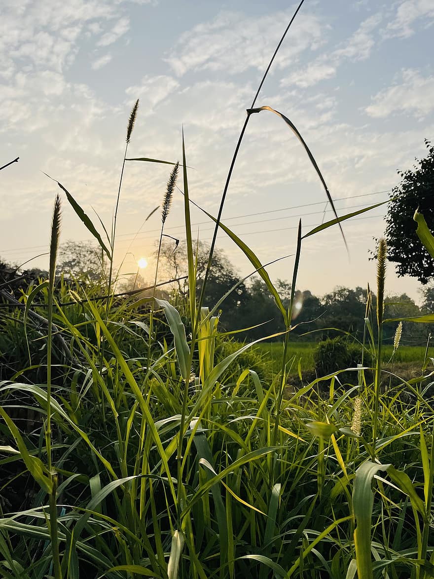 Sun, Sunset, Natue, Plant, summer, grass, green color, rural scene, leaf, agriculture, meadow