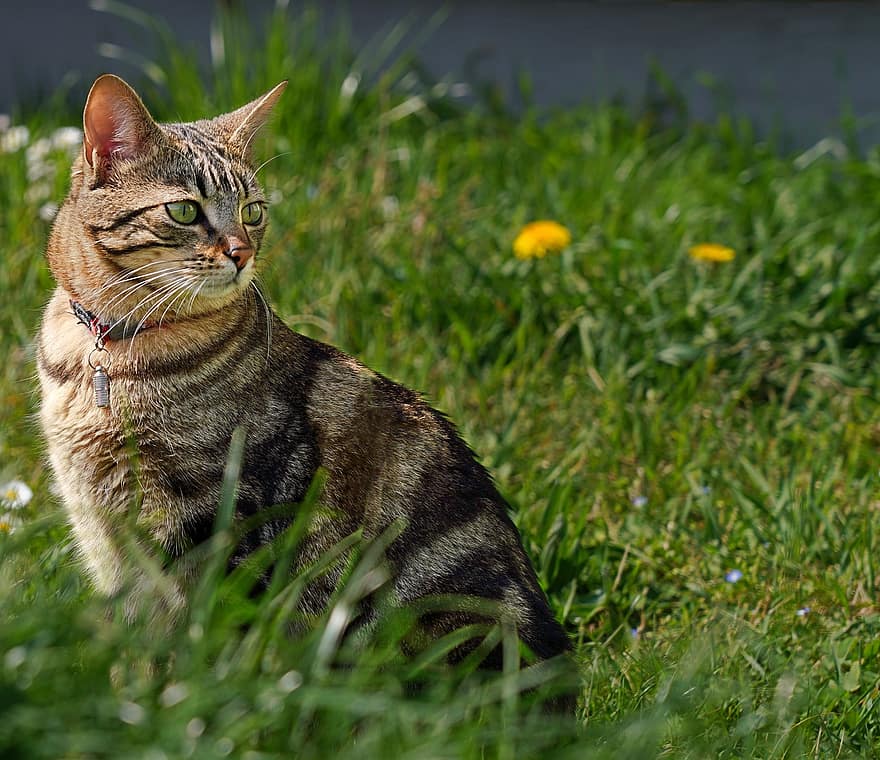 kot, trawa, podwórko, na dworze, kotek, kwiaty, stokrotki, zwierzę, zwierzę domowe, koci, ssak