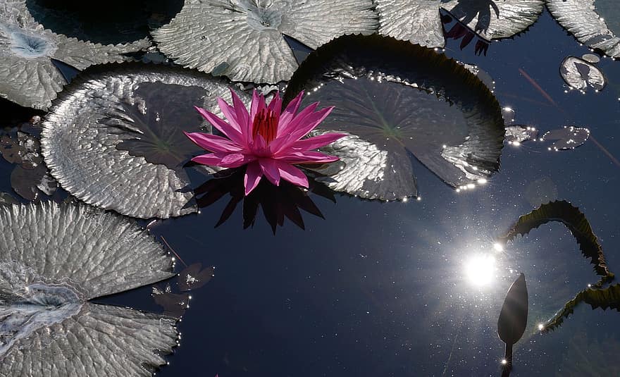 Lilia wodna, lilia, odbicie słońca, staw, Natura