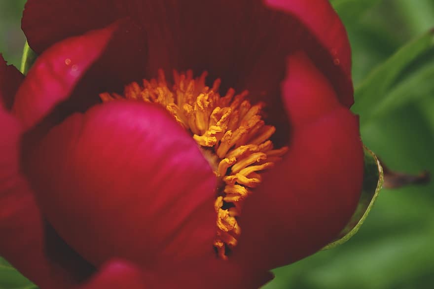 Peony, Flower, Petals, Paeonia, Red Flower, Stamens, Bloom, Plant, Spring, Nature