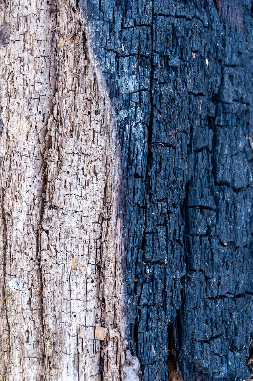madera carbonizada, árbol, corteza de árbol, madera, antecedentes, de cerca, modelo, tronco de arbol, resumen, antiguo, bosque