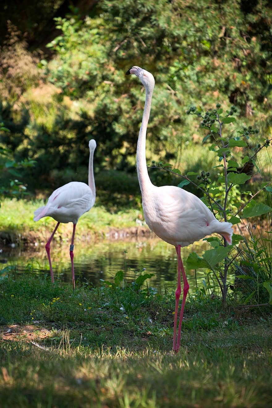 burung-burung, flamingo, phoenicopterus roseus, mengarungi, paruh, bulu burung, bulu, leher, akuatik, hewan, alam