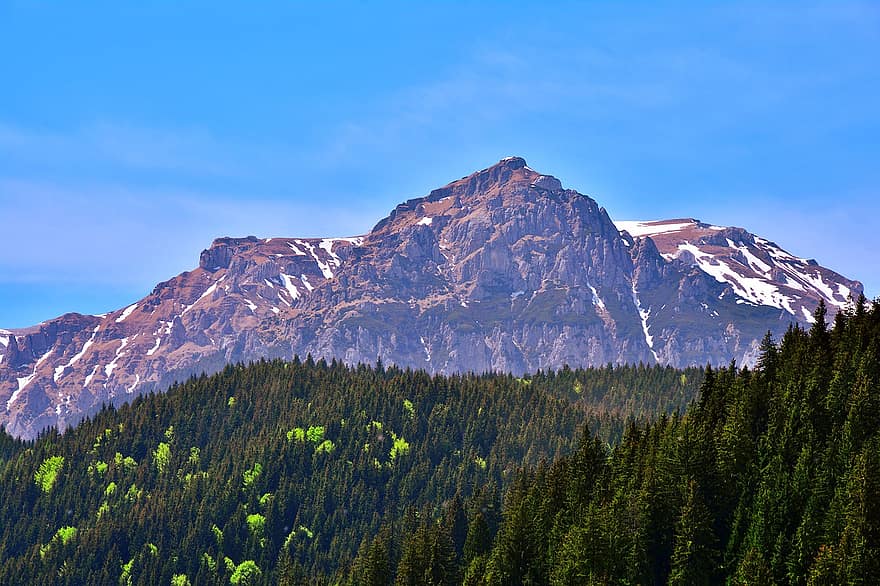 Munte, copaci, pădure, natură, peisaj, Munții Carpați, de munte