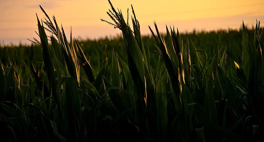 поле, кукурузное поле, заход солнца, сельское хозяйство