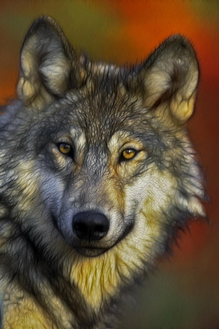 lobo, retrato, cabeza, depredador, canidae, Canis lupus, cazador, carnívoros, canino, animal, mamífero