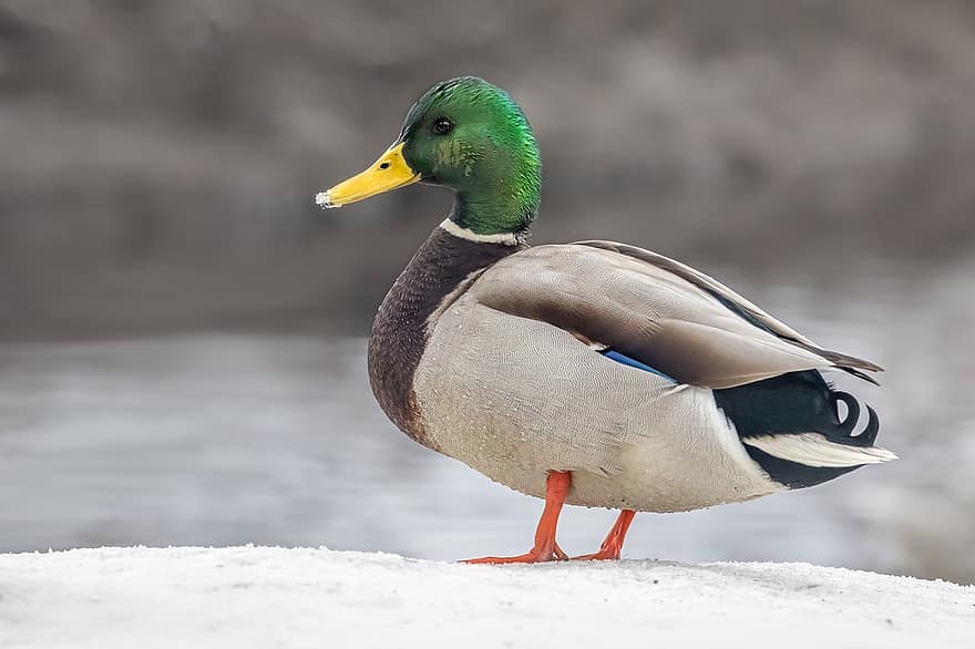 Duck, Mallard, Snow, Bird, Waterfowl, Water Bird, Aquatic Bird, Animal, Male Mallard, Wildlife, Feathers