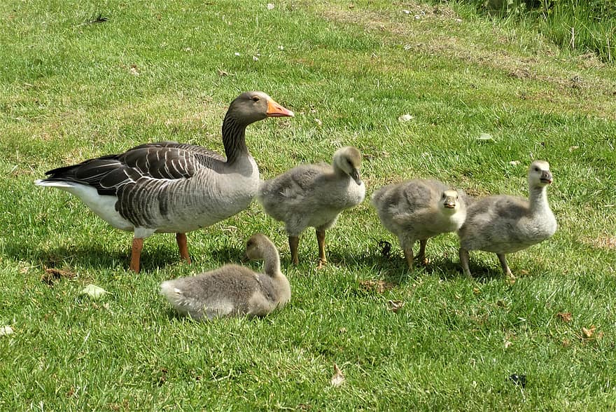 Goslings, Geese, Ganzenfamilie, Ditch, Spring, Young Birds, Nature, Animals In The Wild, Waterfowl, Water Birds, River
