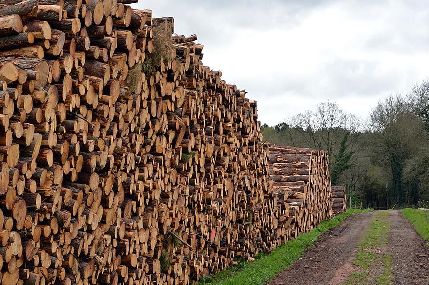 dřevo, protokoly, textura, krajina, Příroda, stromy, les, jehličnany, zásobník, dřevařský průmysl, log