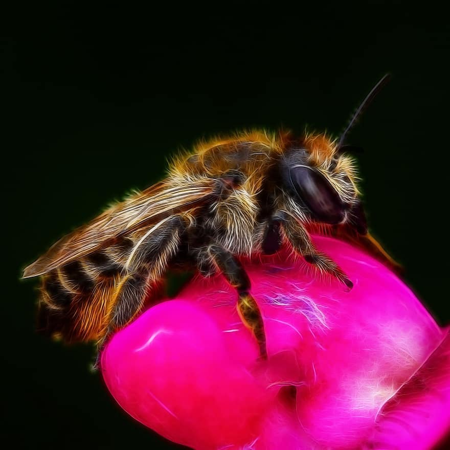 μέλισσα, fractalius, πλασματικός, λάμψη, έντομο, φύση, φράζω