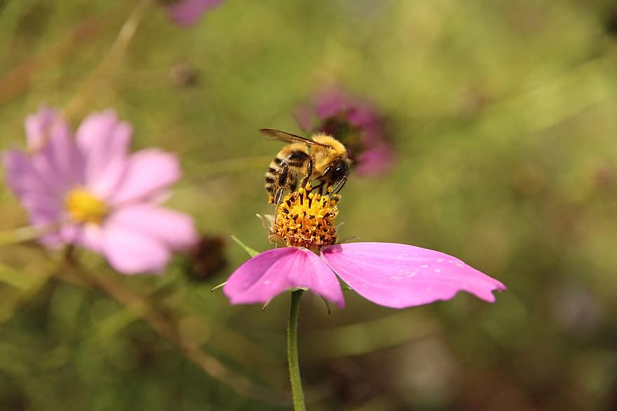 abelha, cosmos, pólen, flor, polinização, polinizar, himenópteros, inseto com asas, inseto, entomologia, Flor