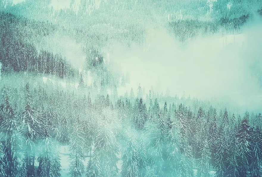 skog, vinter skog, snølandskap, vinterlig, grantrær, landskap, snø, hvit, snowy, vinterdrøm, jul