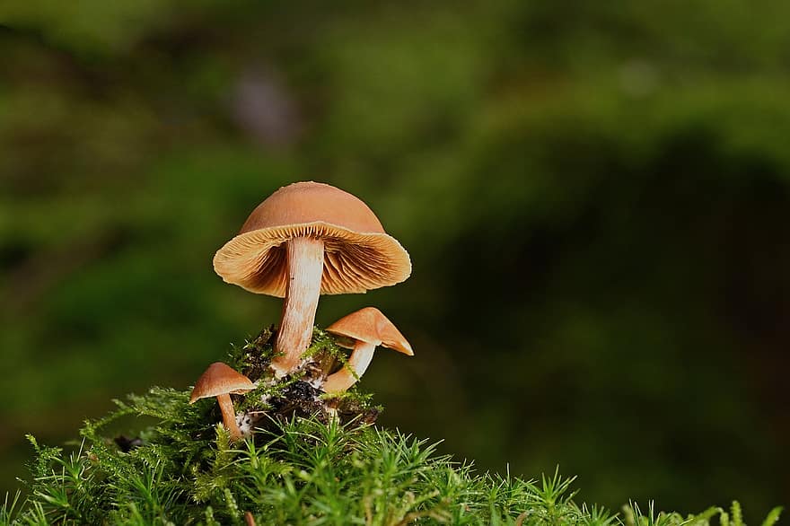 houby, mech, les, mykologie, detail, houba, rostlina, podzim, neobdělávaný, sezóna, růst