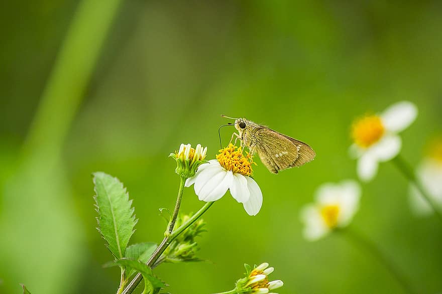 Swift de marca pequena, borboleta, inseto, flor, asas, plantar, jardim, natureza, fechar-se, verão, cor verde