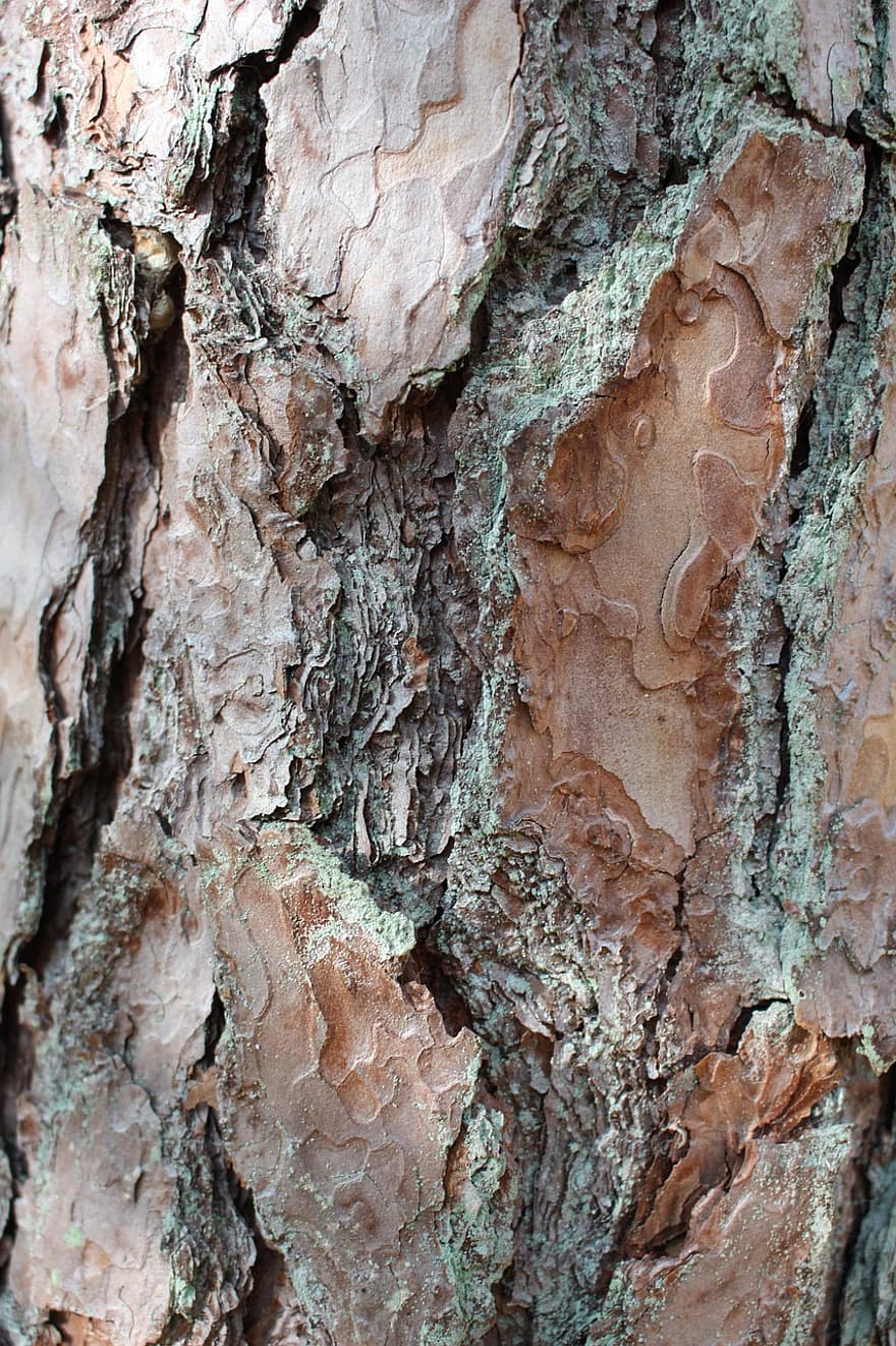 træ, bark, struktur, log