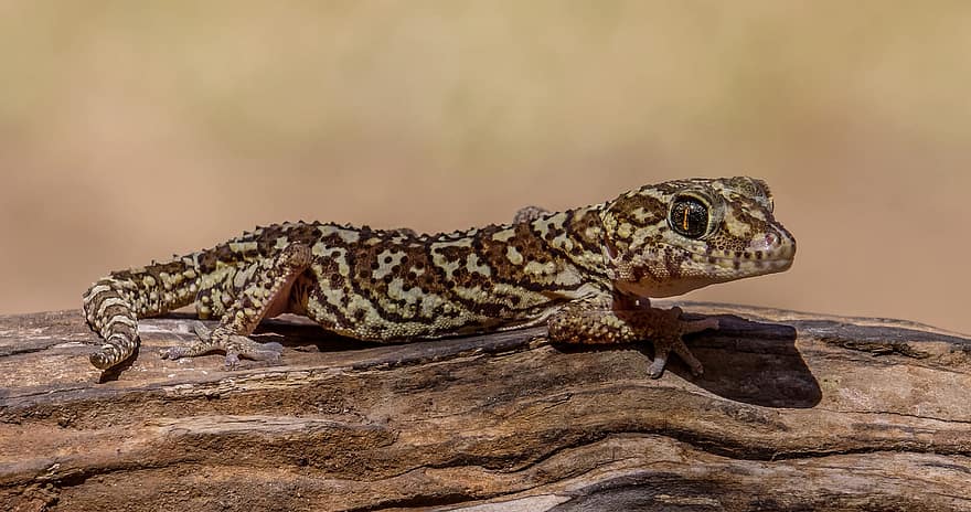είδος μικρής σαύρας, έρπων, ζώο, Ocelot Gecko, Μαδαγασκάρη Γκέκο, άγρια ​​ζωή, πανίδα, ερημιά