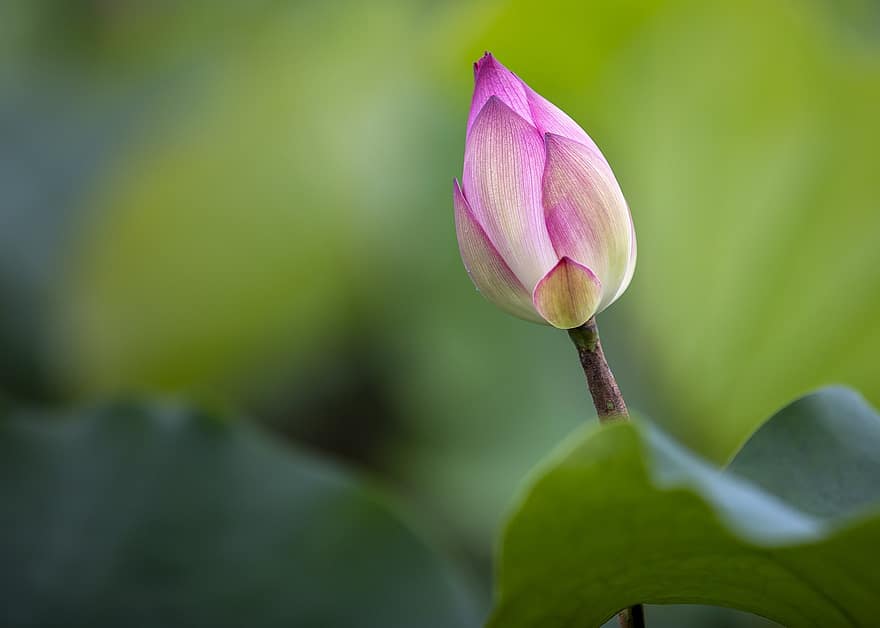 Lotus, Blume, pinke Blume, Knospe, Lotus Blume, Lotus verlässt, Blühen, blühend, Blütenblätter, rosa Blütenblätter, Flora