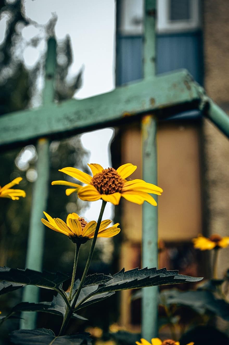 Dzeltenas konusu puķes, dzelteni ziedi, dārzs