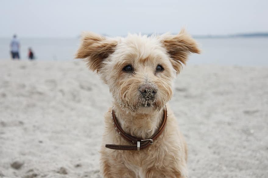 Dog, Pet, Animal, Terrier, Domestic Dog, Canine, Mammal, Cute, Adorable, Furry, Beach