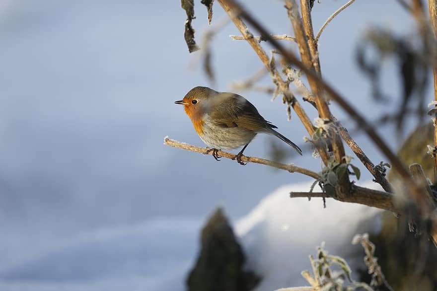 robin, burung, cabang, bertengger, hewan, robin eropa, robin redbreast, margasatwa, bulu, bulu burung, musim dingin