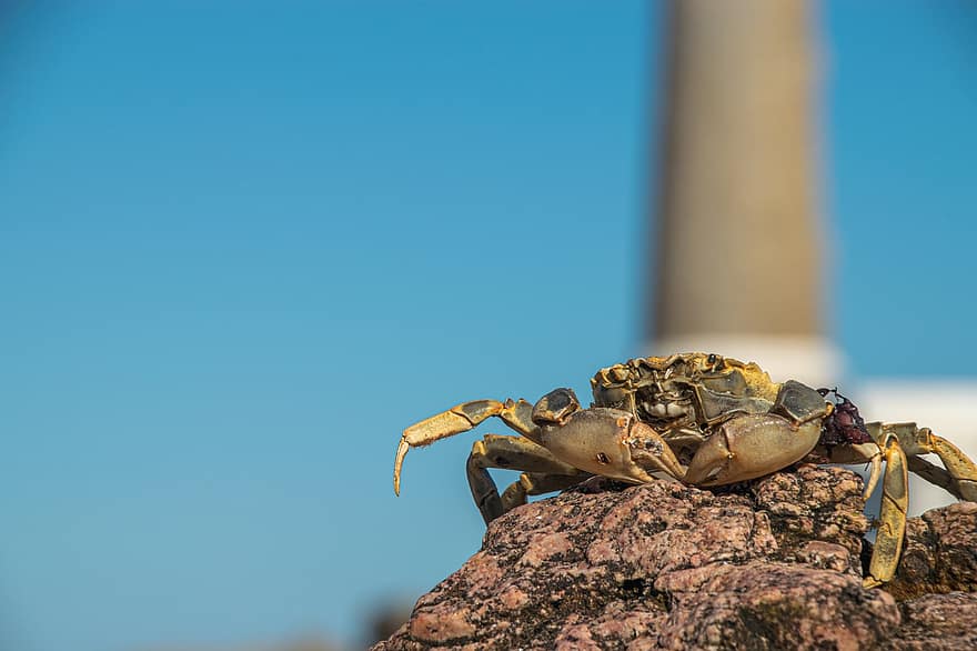 Crabe de pierre, Crabe, Roche, pierre, animal, crustacé, la nature