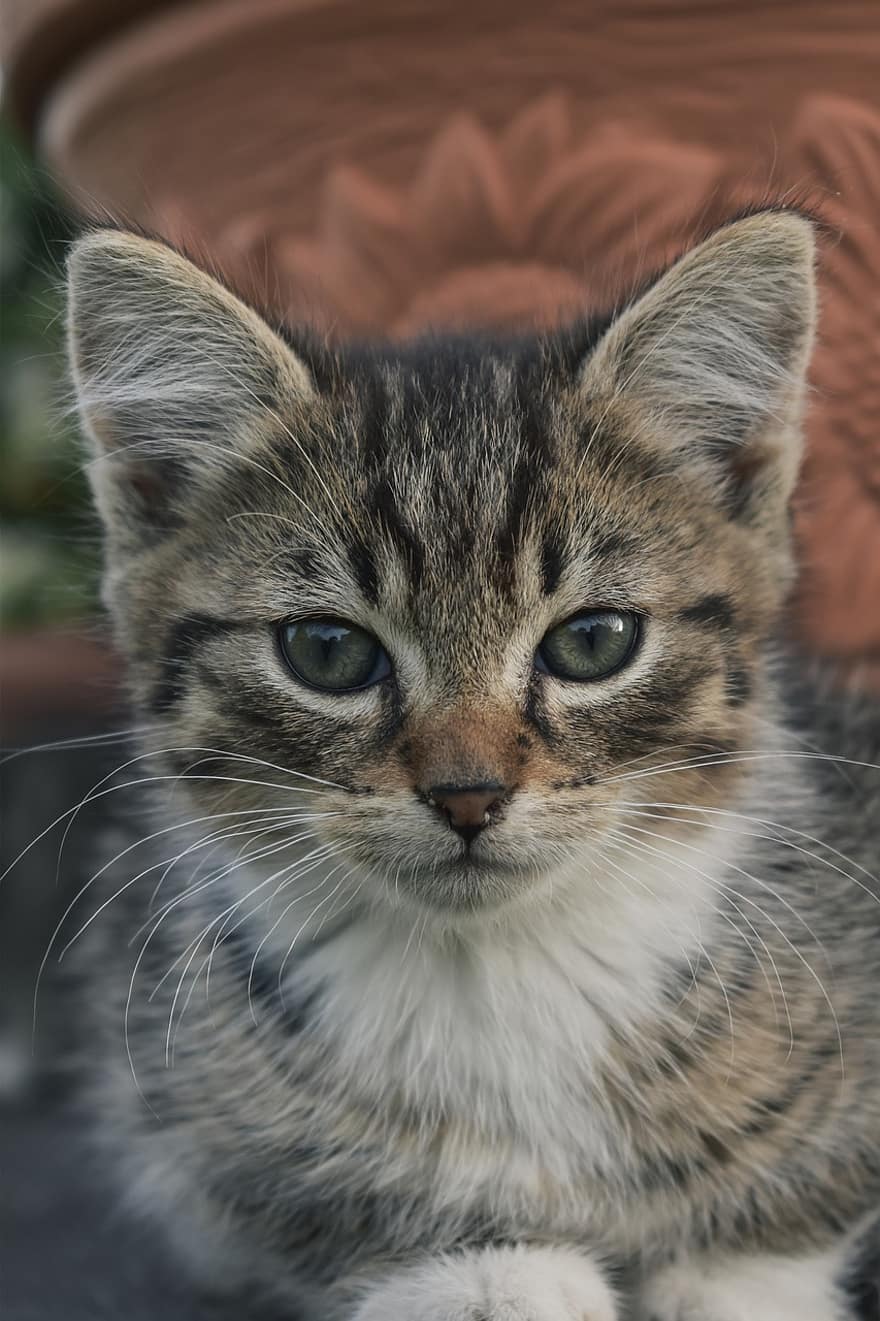 chat, chaton, animal de compagnie, animal, les yeux, félin